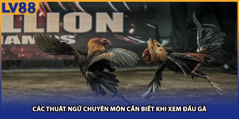Các thuật ngữ chuyên môn cần biết khi xem đấu gà